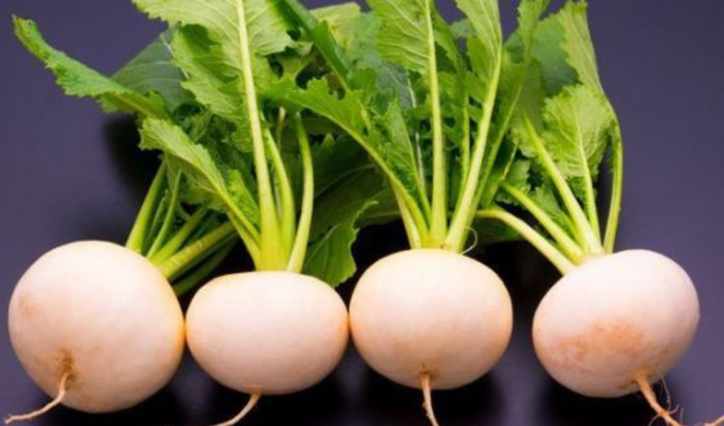 turnip-puns-jokes